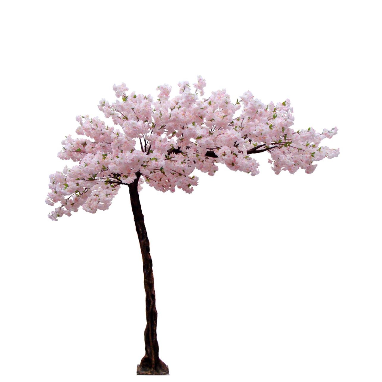 Cherry Blossom Tree - 10.5FT - Whispering
