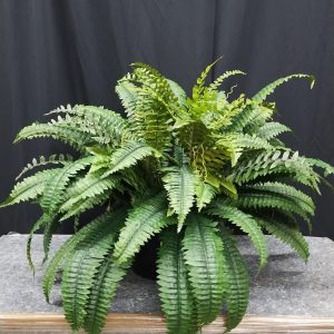 Product 212